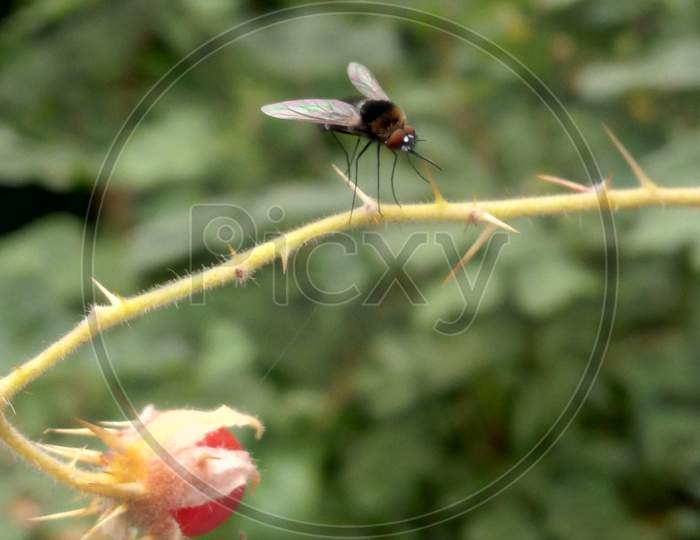 A tiny wild  fly
