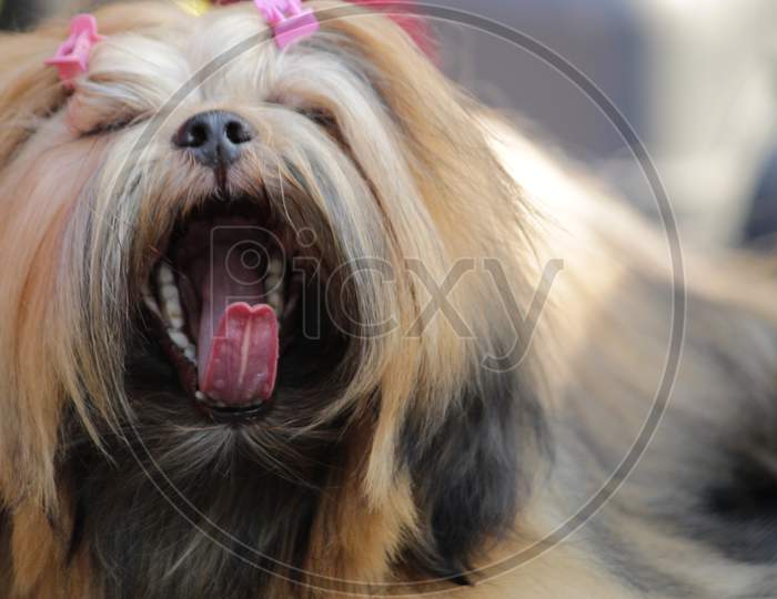 Golden Brown colored 'Yorkshire Terrier' dog breed closeup while standing and panting.