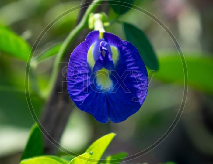 Aparajita flower or Blue Clitoria ternatea close up shot with green background, India