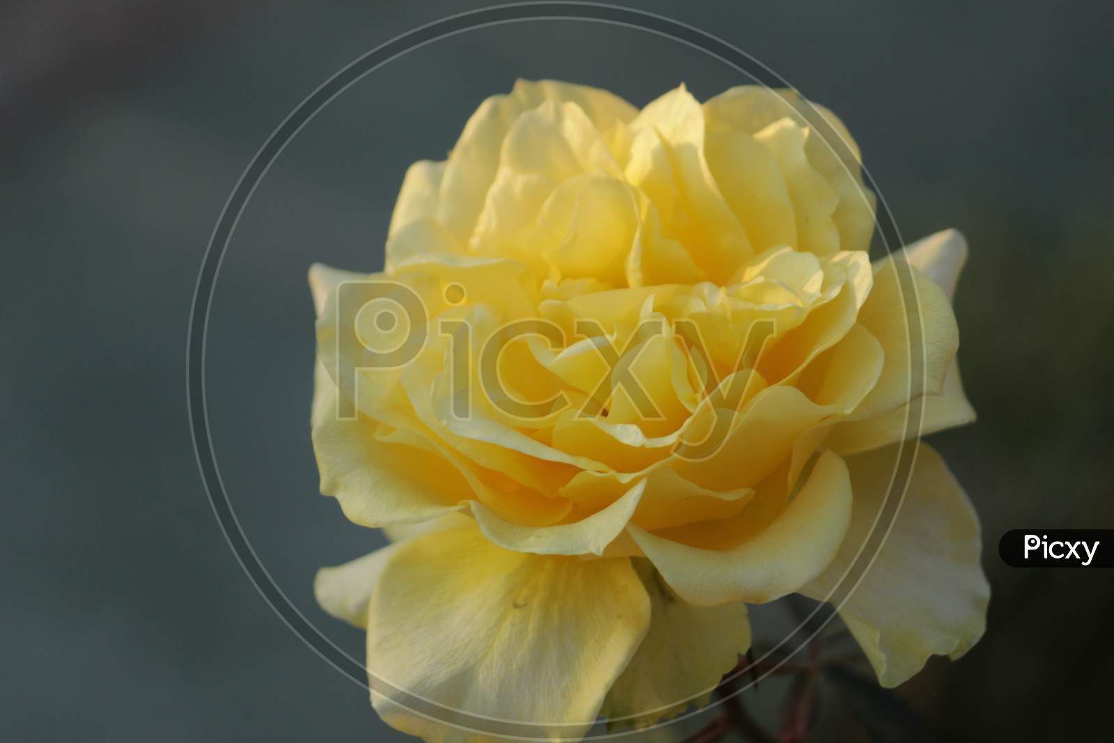 yellow White rose's petals closeup with blur nature. Beautiful floral background.