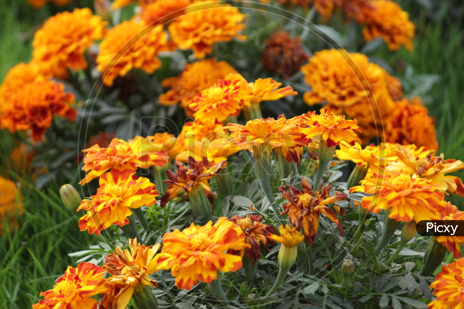 Close up of beautiful yellow orange colored Marigold flower bed. Flower bed of fragrant, beautiful, orange marigolds blooming in the garden with bright sunlight.