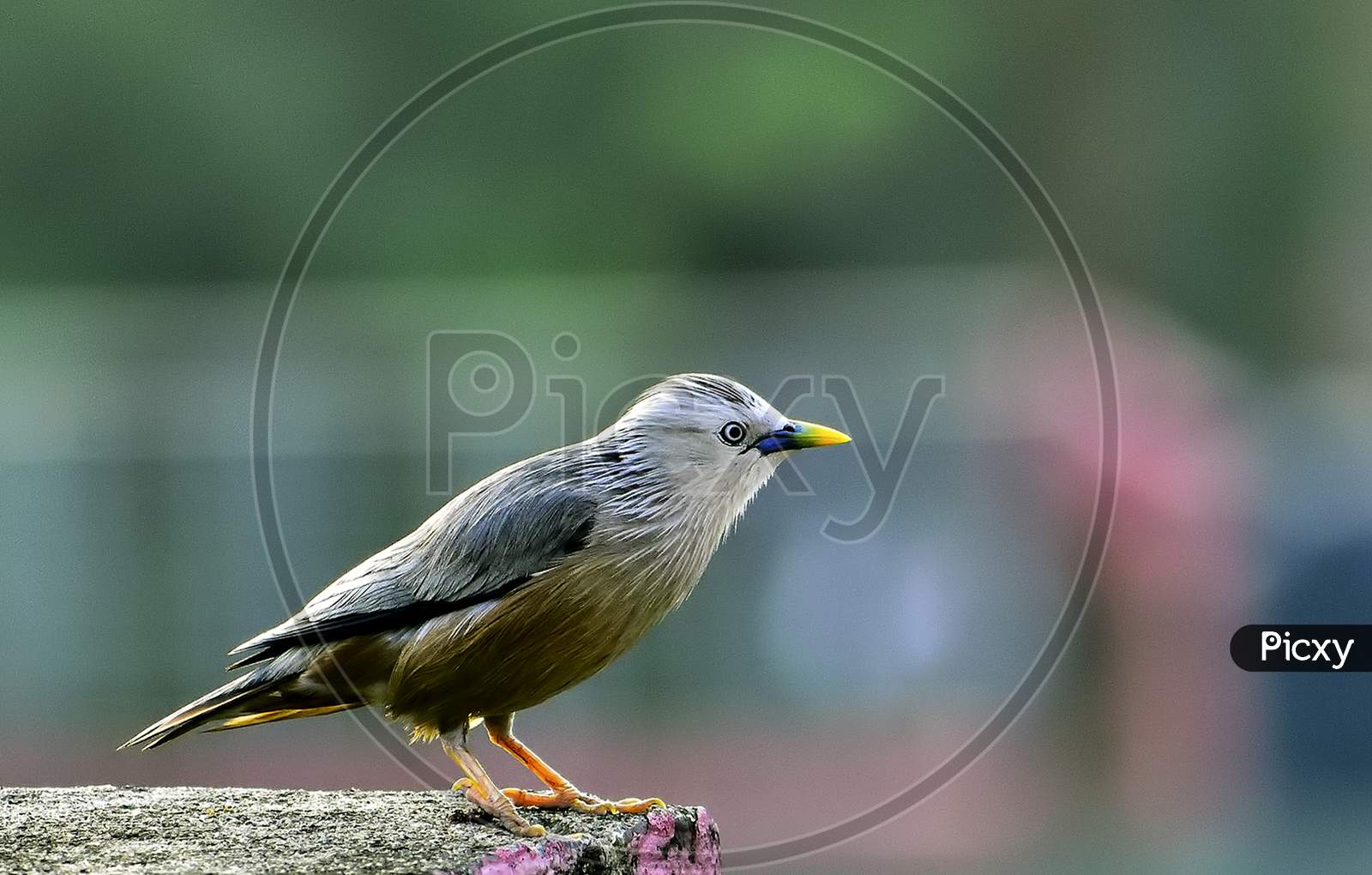 Colorful Chestnut tailed Starling Bird