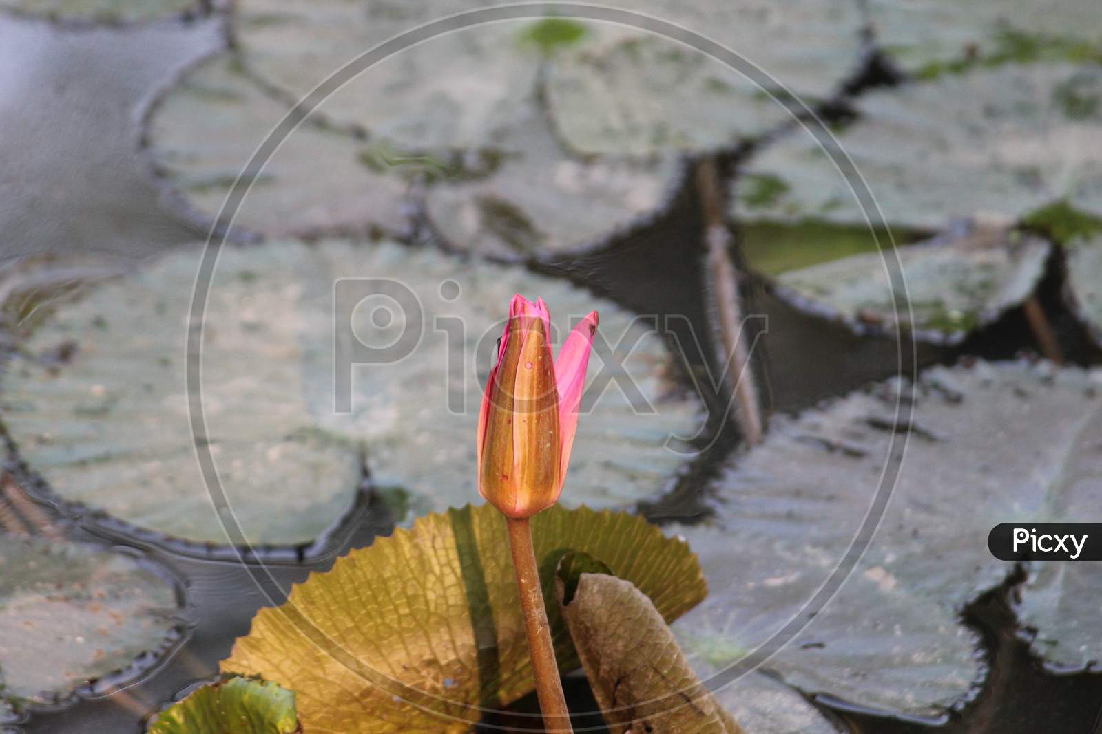 Lotus bud blooming on still water with it's green leaf, looking beautiful on a bright day.