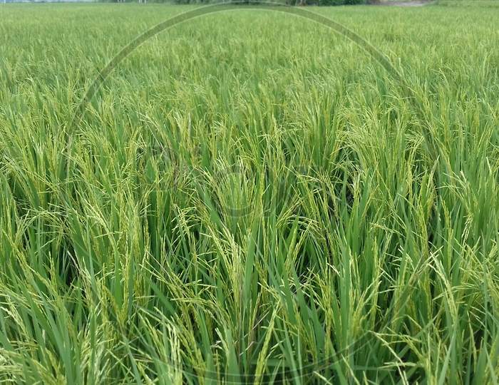 Rice crop -image