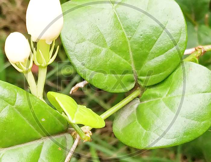 Green leaves with flower buds