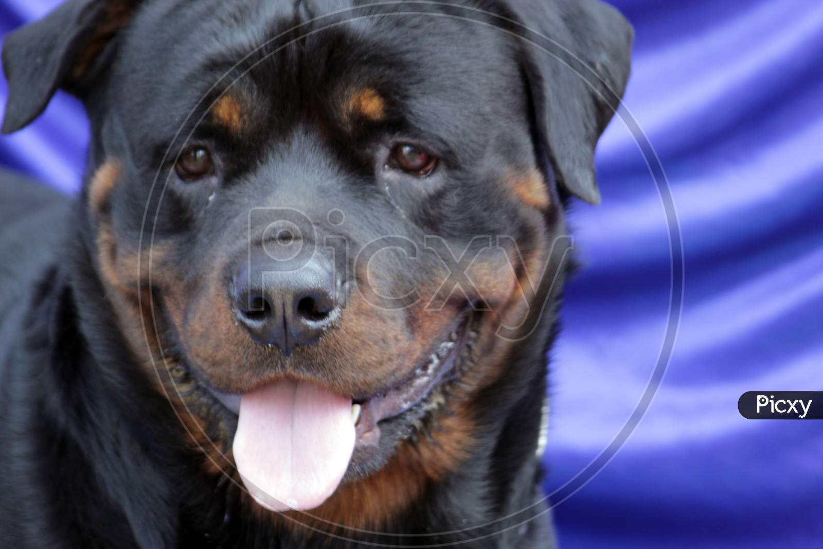Yellow Black colored 'Rottweiler' Dog breed closeup while standing and panting.
