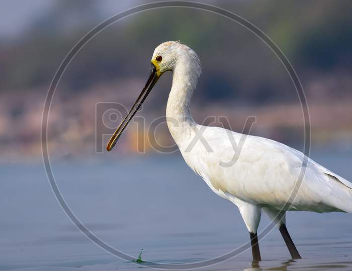 Eurasian Spoonbill Dropping Water Droplets