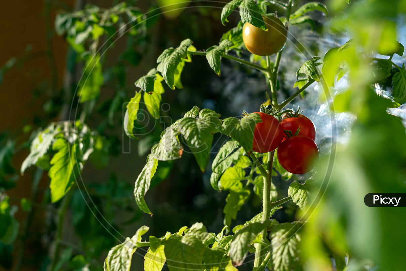 Ecological and natural ripe Uhlan tomato