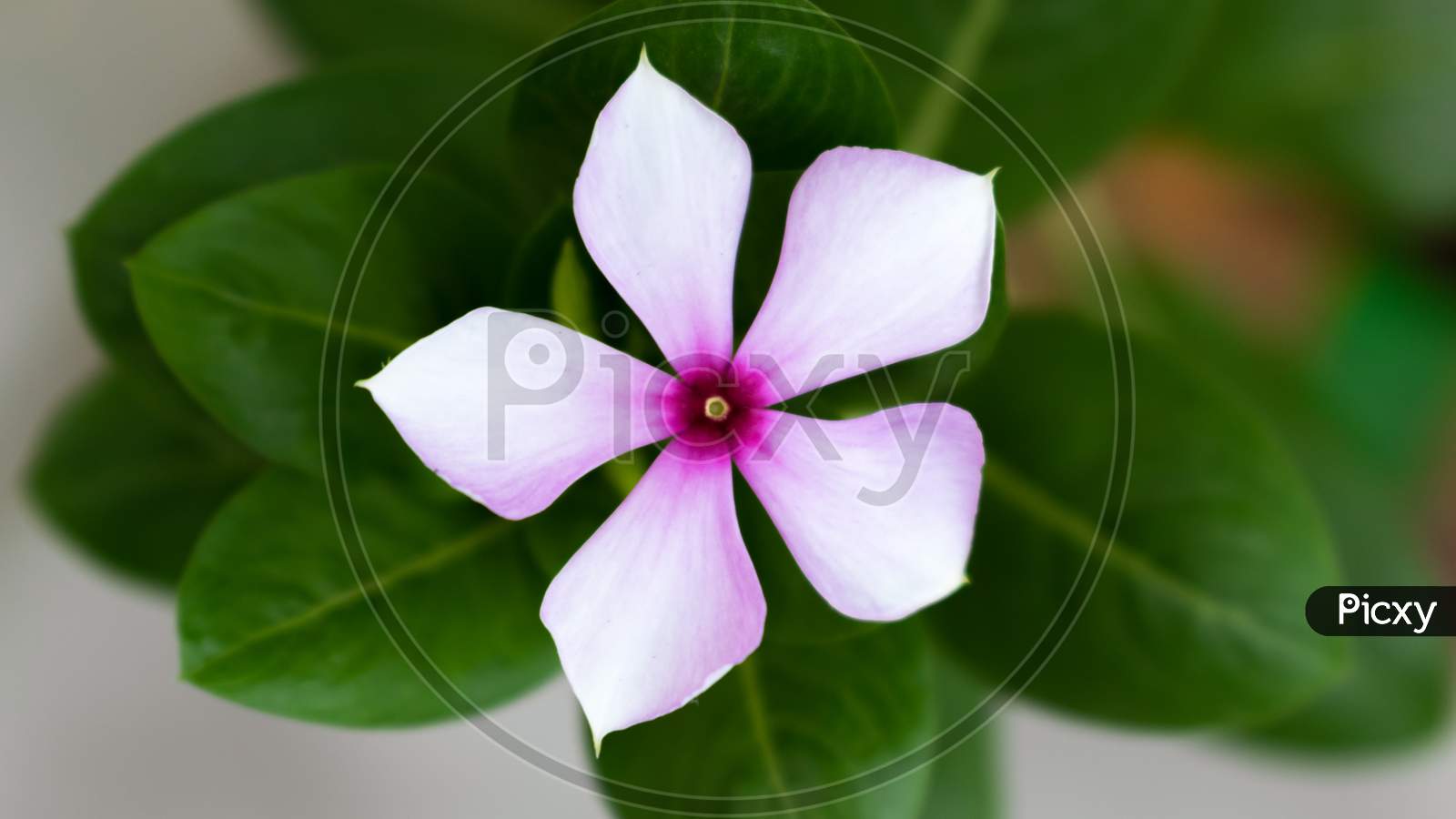beautiful pink flower sadabhar or rose periwinkle,Catharanthus roseus, commonly known as bright eyes, Cape periwinkle, graveyard plant, Madagascar periwinkle, old maid, pink periwinkle view.