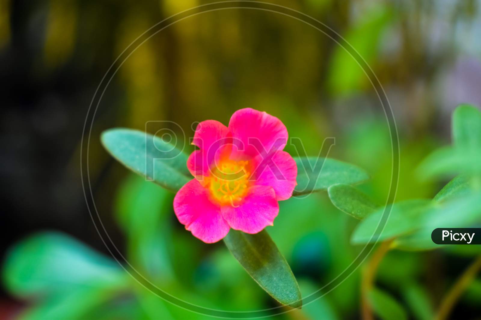 Beautiful Pink Flower On Garden.