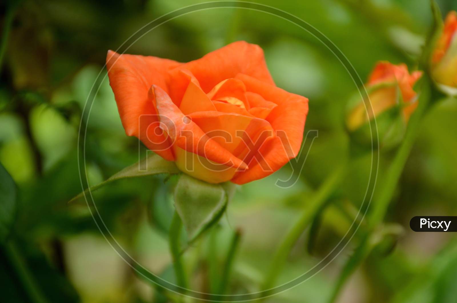 The Orange Color Rose Flower With Green Leaves And Branch