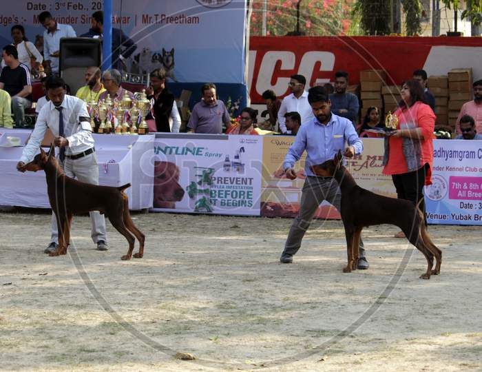 Kolkata, West Bengal/India - February 3, 2018: Black brown colored 'doberman pinscher' dog preparation before a 'Dog Show' organise by 'Madhyamgram City of Joy Kennel Club' at Madhyamgram, N.24 PGS.