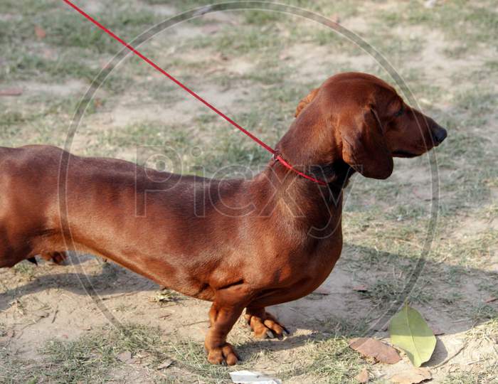 Brown colored 'Dachshund' dog breed standing alone on a field.