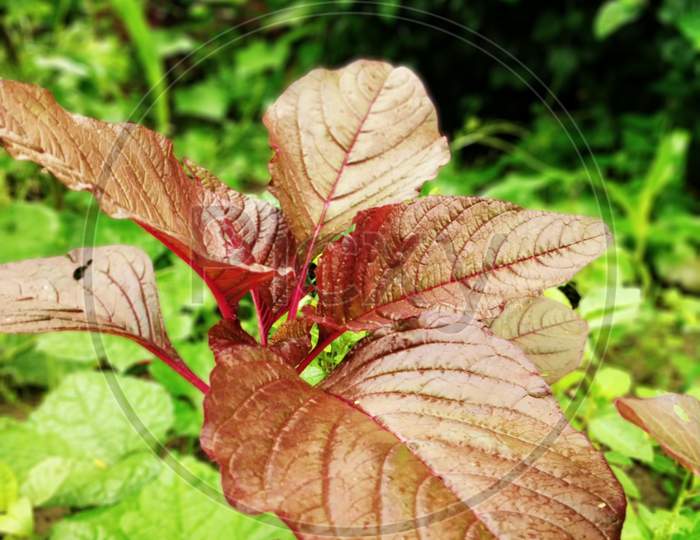 The beautiful nature plant arts. It is brown. And vagitable itmes.