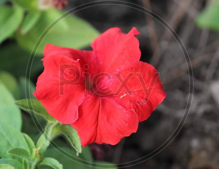 Red Pink Petunia with green leaves on a bright sunlight.