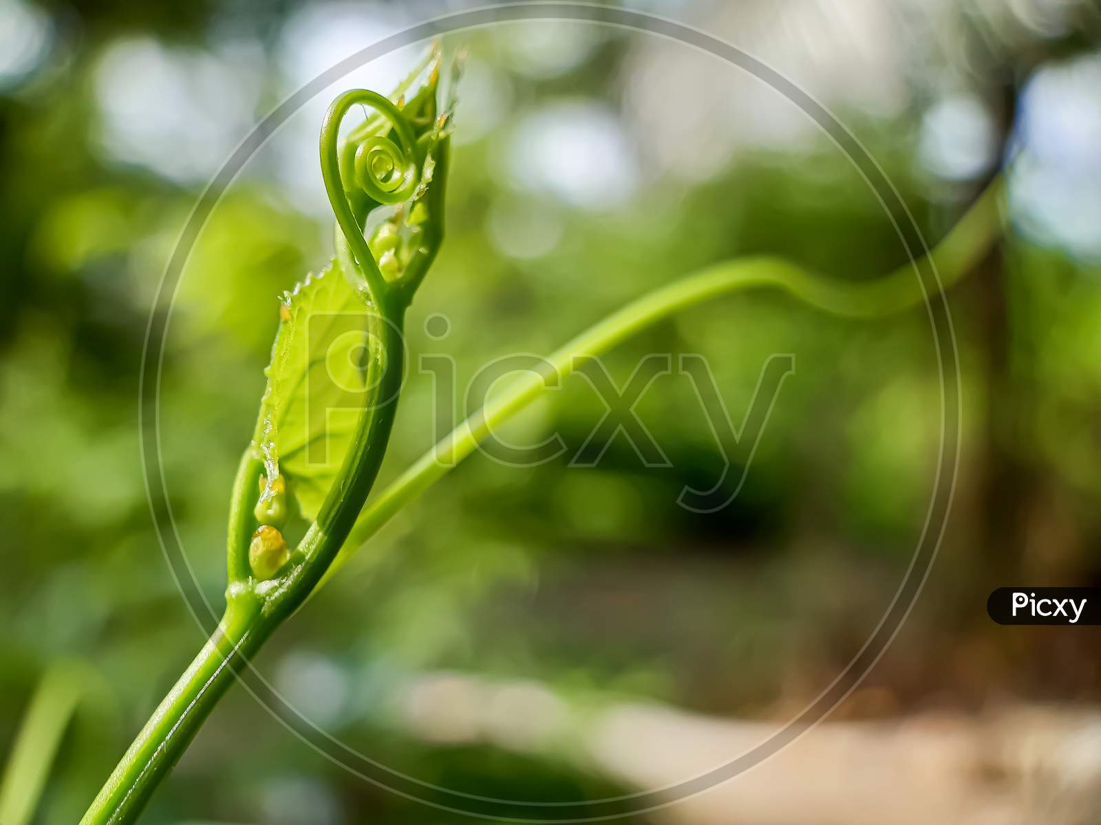 The Young Leaves Of The Green Vegetable Tree And The Green Background On The Back.