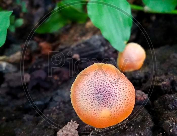 The Orange Mushroom Grow In The Black Wood Forest, Single Mushroom