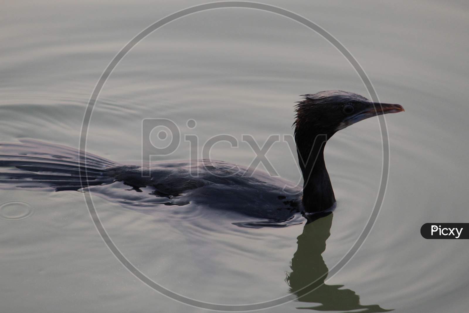A little black cormorant or Phalacrocorax bird swimming on water under sun.