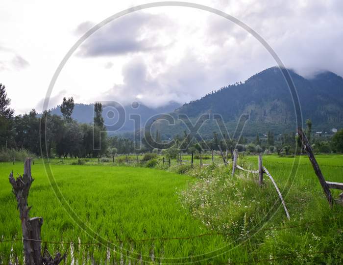 Beautiful View Of Hills And Paddy Fields At Kashmir.