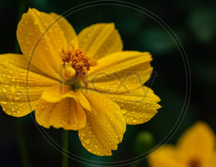 Yellow cosmos flower with water drops on it, India