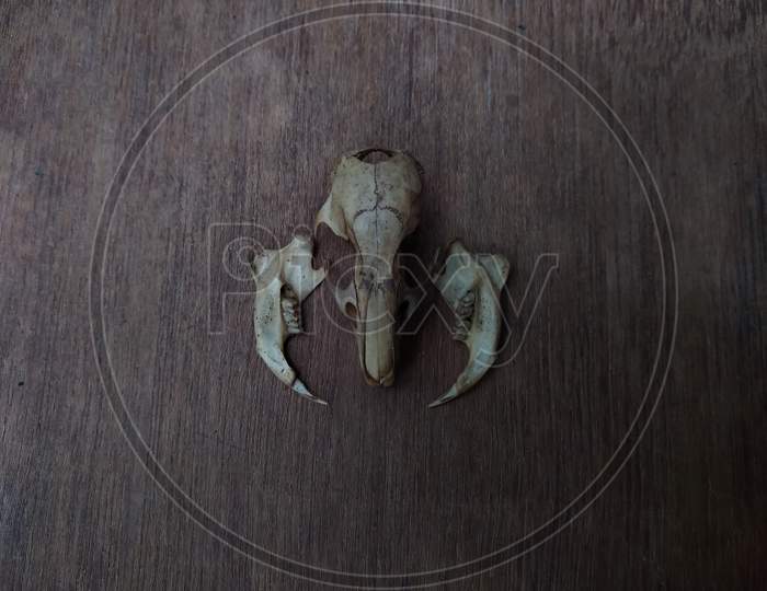 Rat skull and teeth on a wooden table