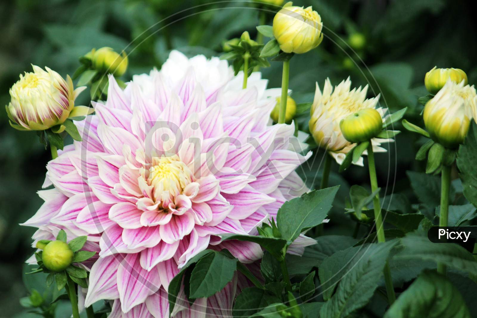 Purple White colored Dahlia flower blooming with green nature around on a bright day.