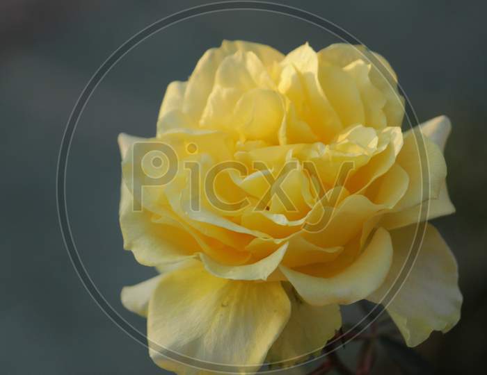 yellow White rose's petals closeup with blur nature. Beautiful floral background.