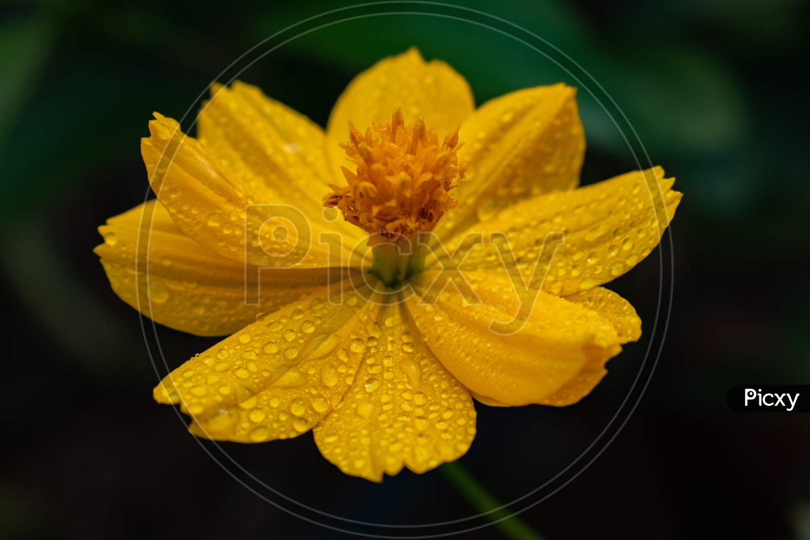 Yellow cosmos flower with water drops on it, India