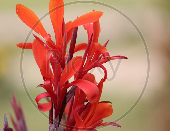 Red yellow colored gladiolus hortulanus or Gladíolos hybridos Flower with blur green background.