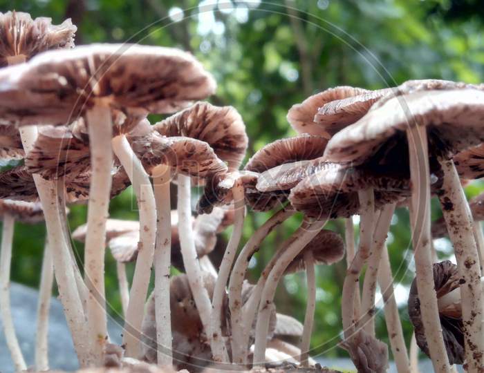 Wild Mushroom in Moonson season