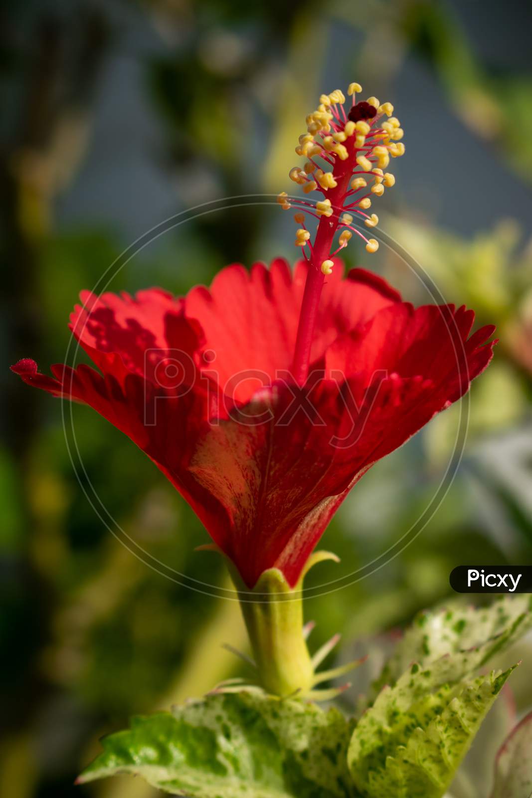 Red Hibiscus flower blooming with green background, India
