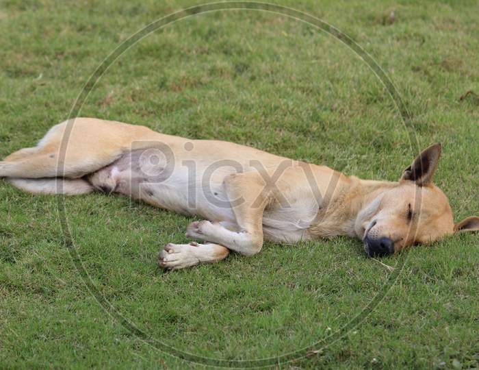 Indian pariah dog or Indian native dog or Indian street Dog is sleeping and resting on a soft green grass on a sunny day.