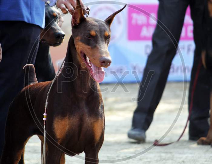 Black brown colored 'doberman pinscher' dog preparation before a 'Dog Show' organise by 'Madhyamgram City of Joy Kennel Club' at Madhyamgram, N.24 PGS.