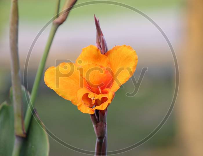 Red yellow colored gladiolus hortulanus or Gladíolos hybridos Flower with blur green background.