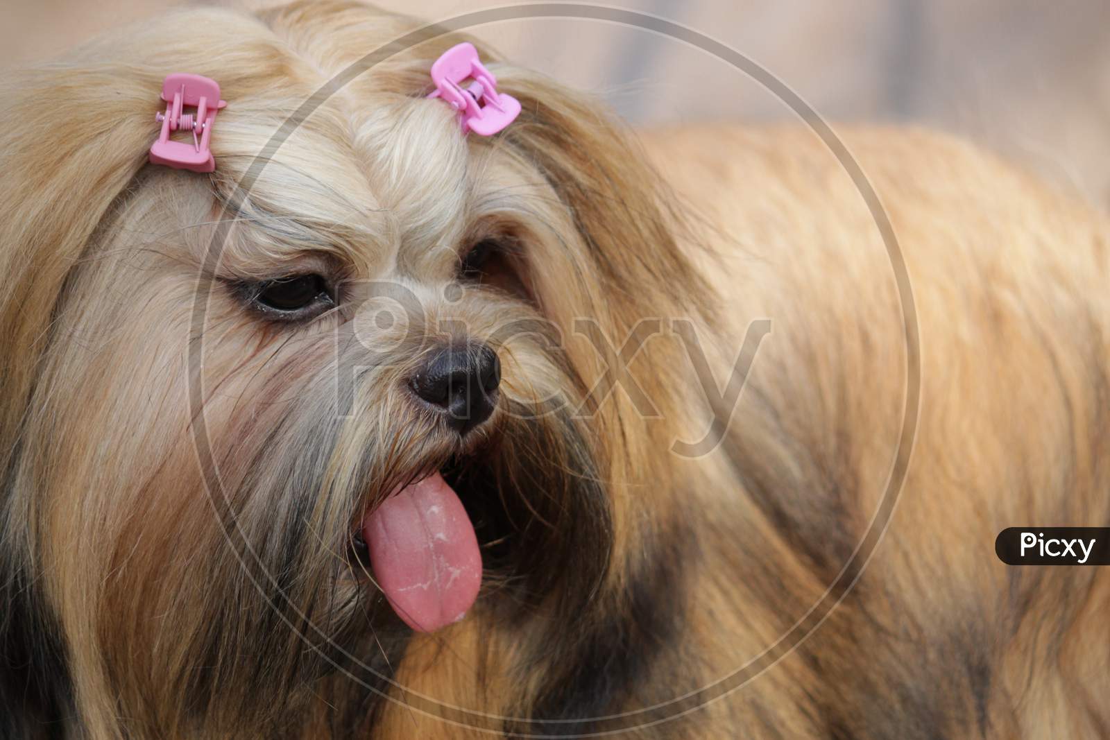 Golden Brown colored 'Yorkshire Terrier' dog breed closeup while standing and panting.