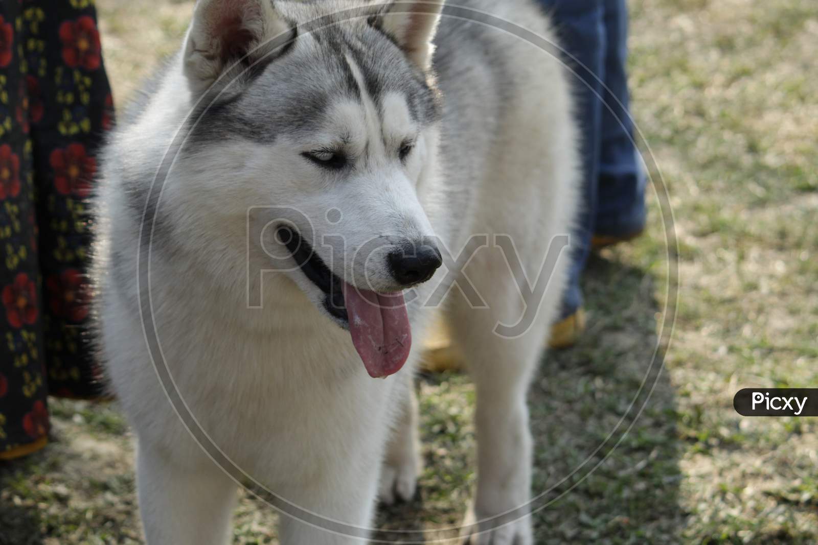 White and grey colored 'Alaskan Malamute' Dog closeup view on a field.