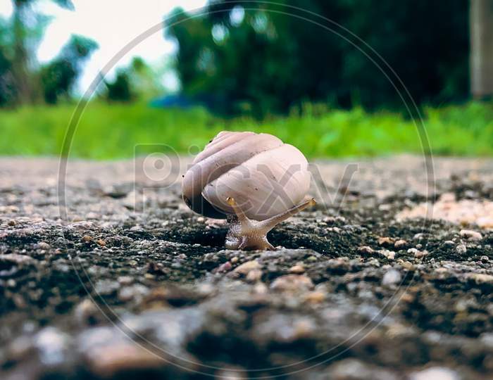 A Snail during rainy season