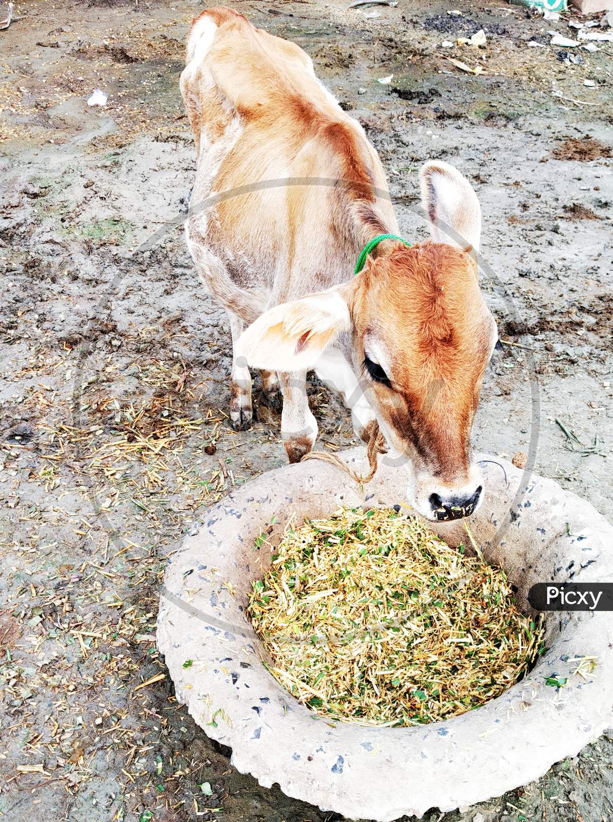 It is a child of a cow, it has an orange color, it is eating orange or it is eating grass, it is eating trees in its background and some straw in its background.