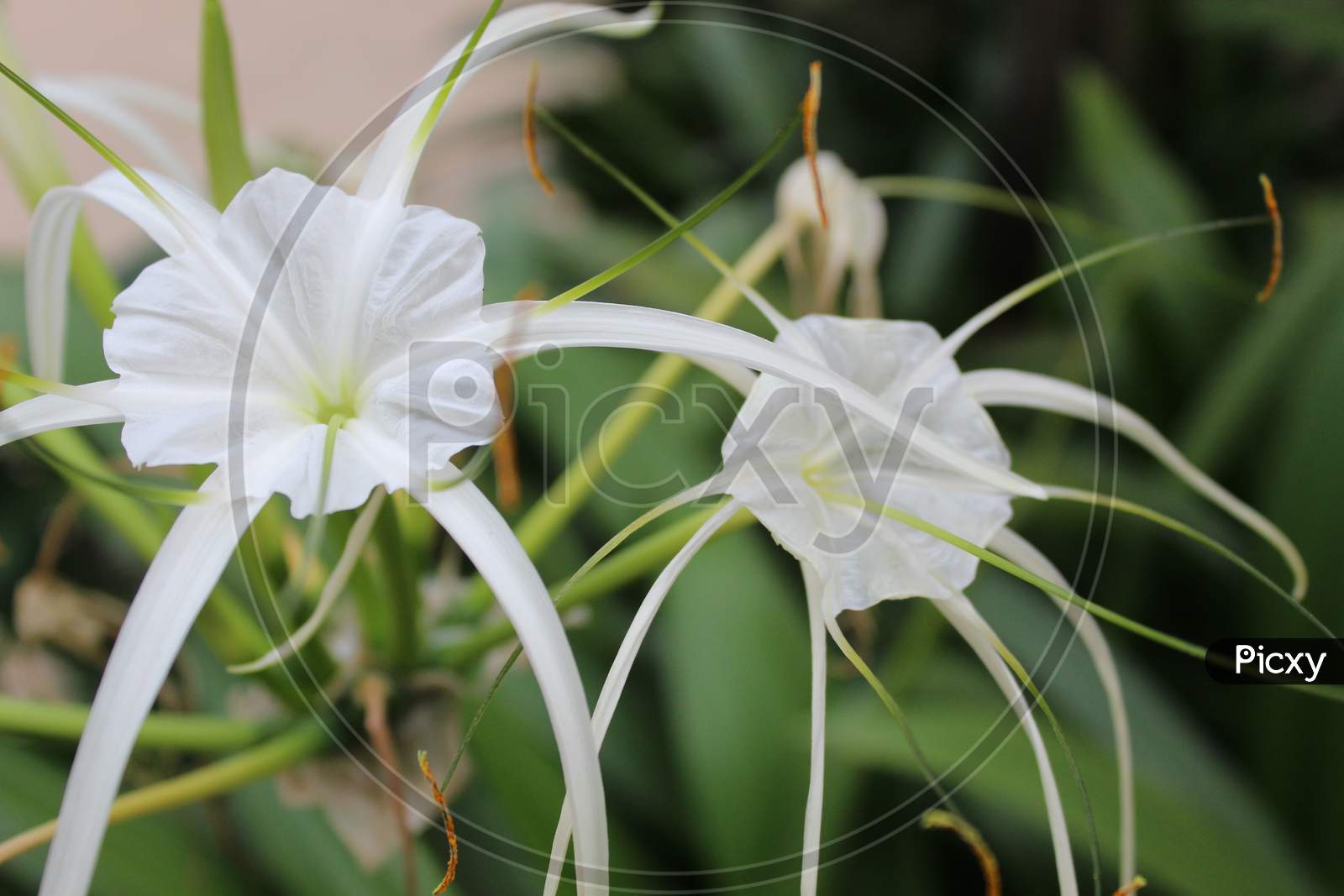 Hymenocallis speciosa, the green-tinge spider lily display with green nature