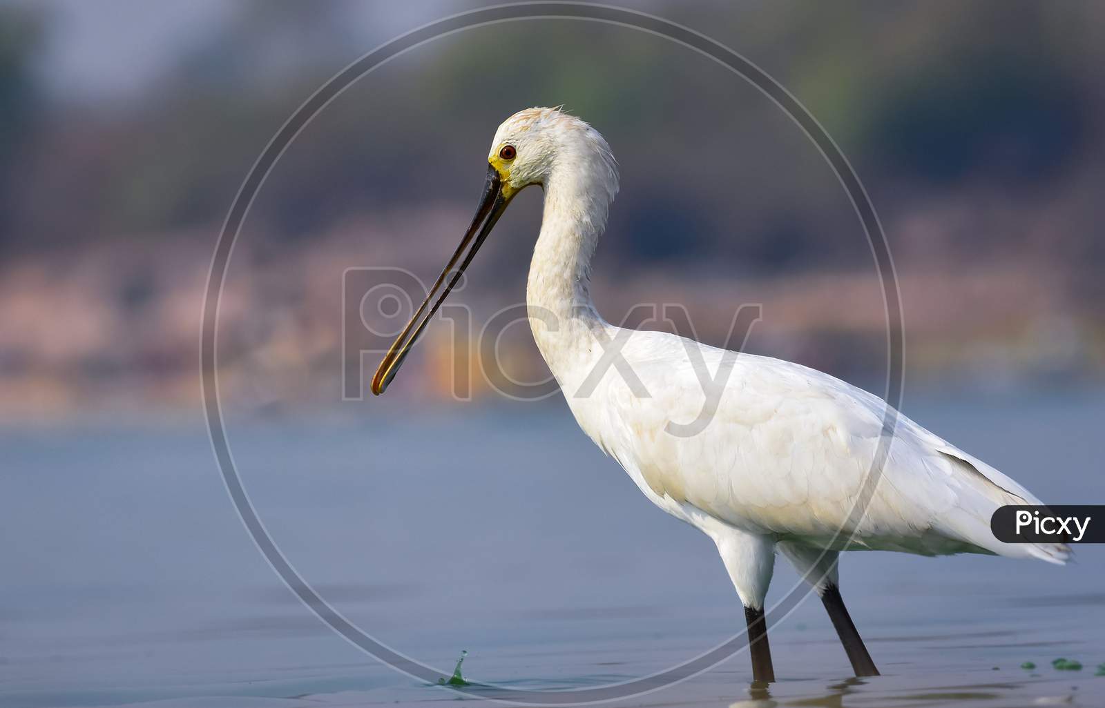 Eurasian Spoonbill Dropping Water Droplets