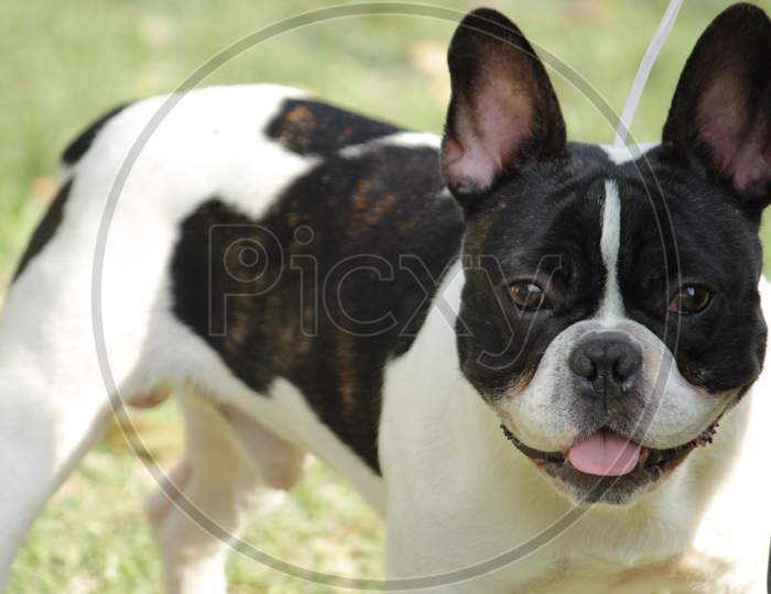 Black & white color 'Boston Terrier' Dog breed standing and panting on a field.