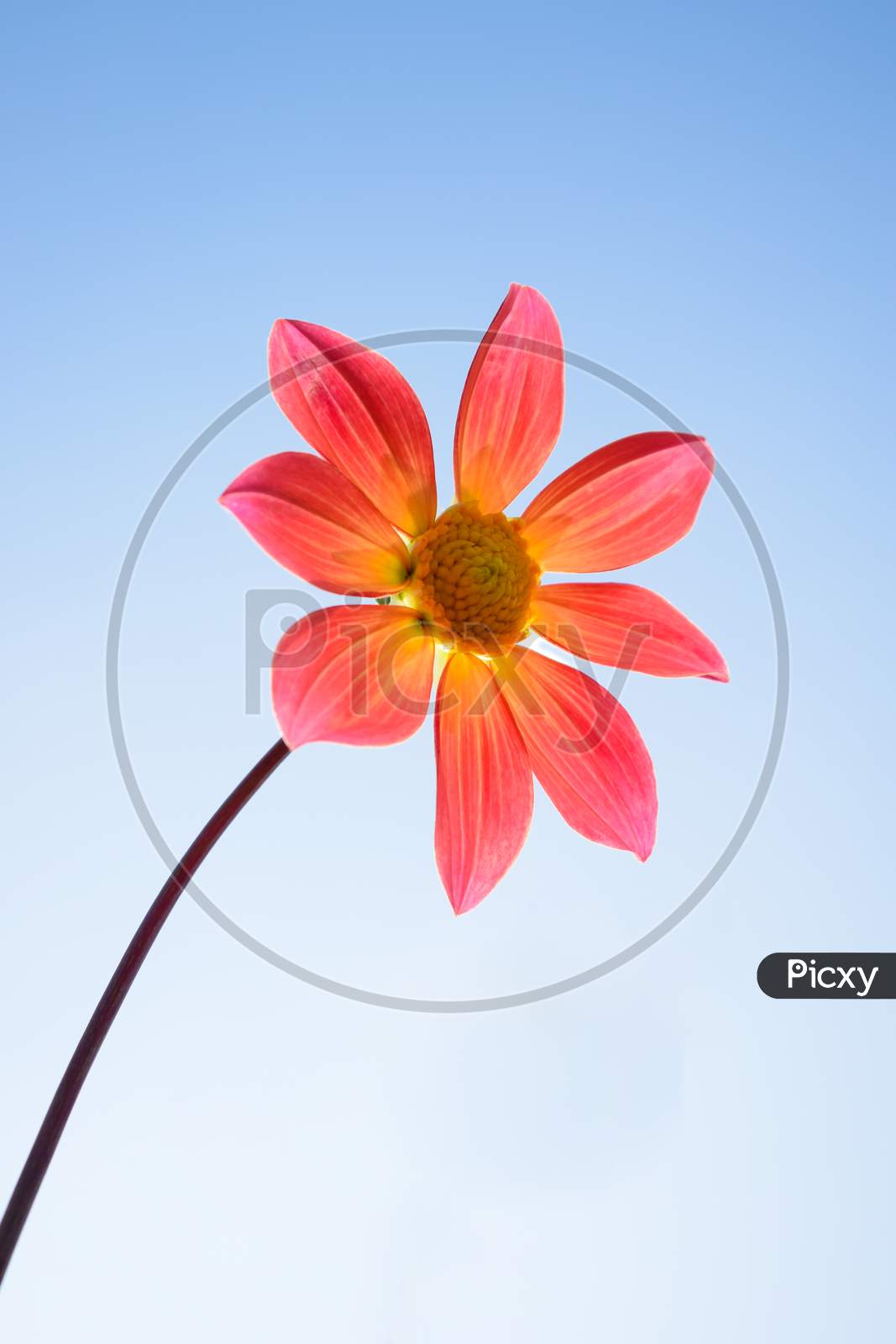 Red single petal dahlia closeup, India