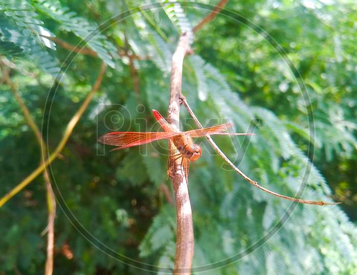 Dragonfly with beautiful red colour