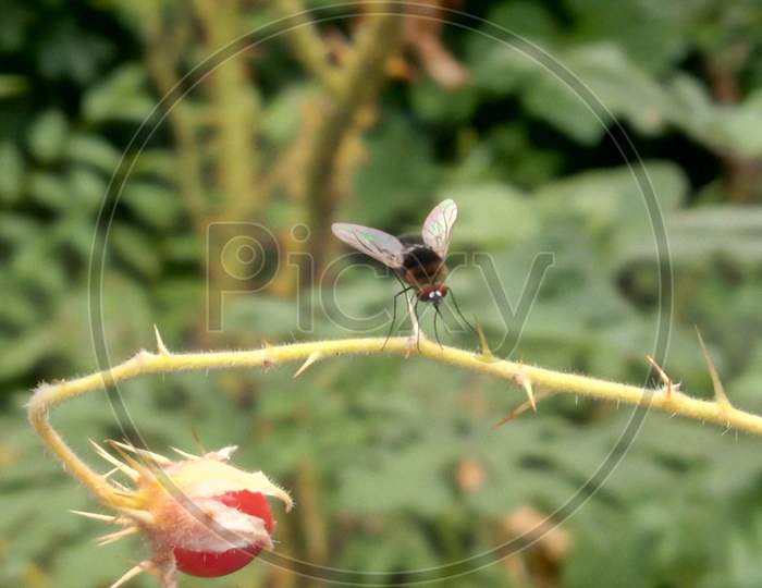 Wild fly beauty