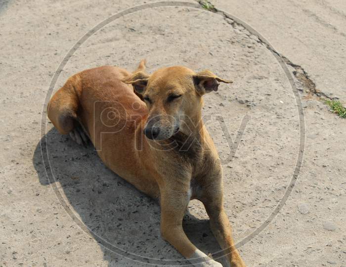 Indian pariah dog or Indian native dog or Indian street Dog is sitting and resting on a open street.