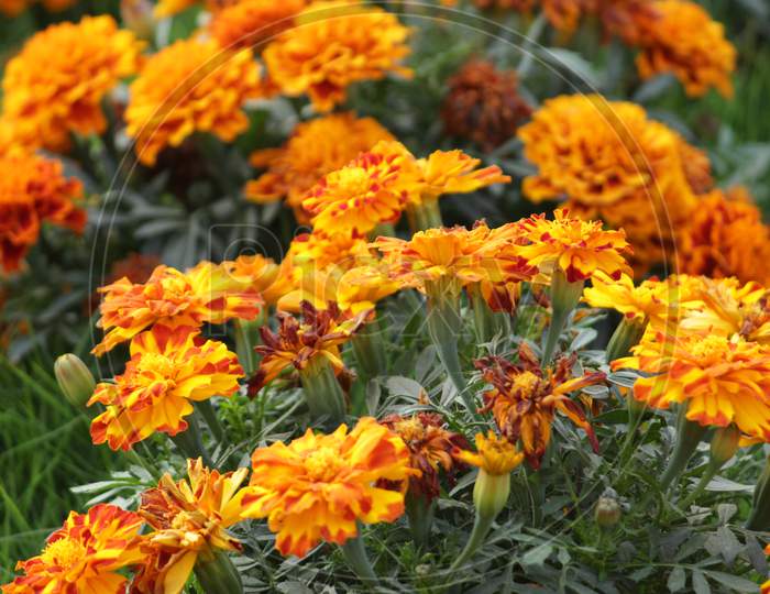 Close up of beautiful yellow orange colored Marigold flower bed. Flower bed of fragrant, beautiful, orange marigolds blooming in the garden with bright sunlight.