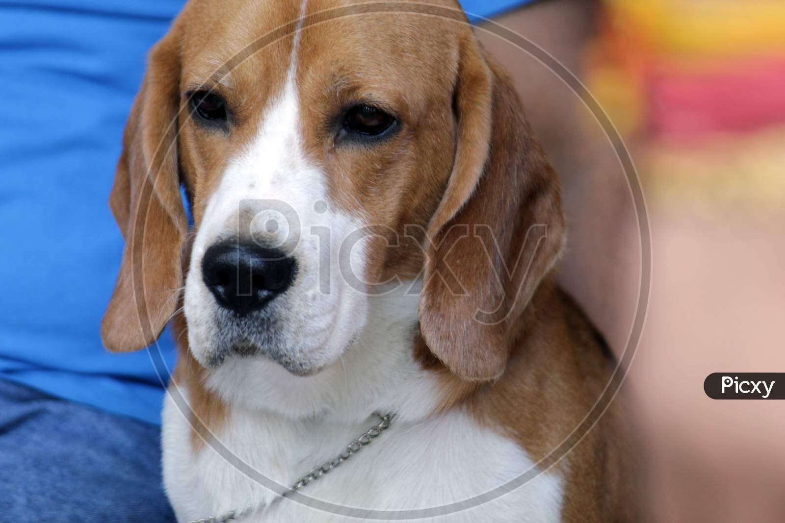Brown White colored 'Beagle' Dog sitting with closeup view.