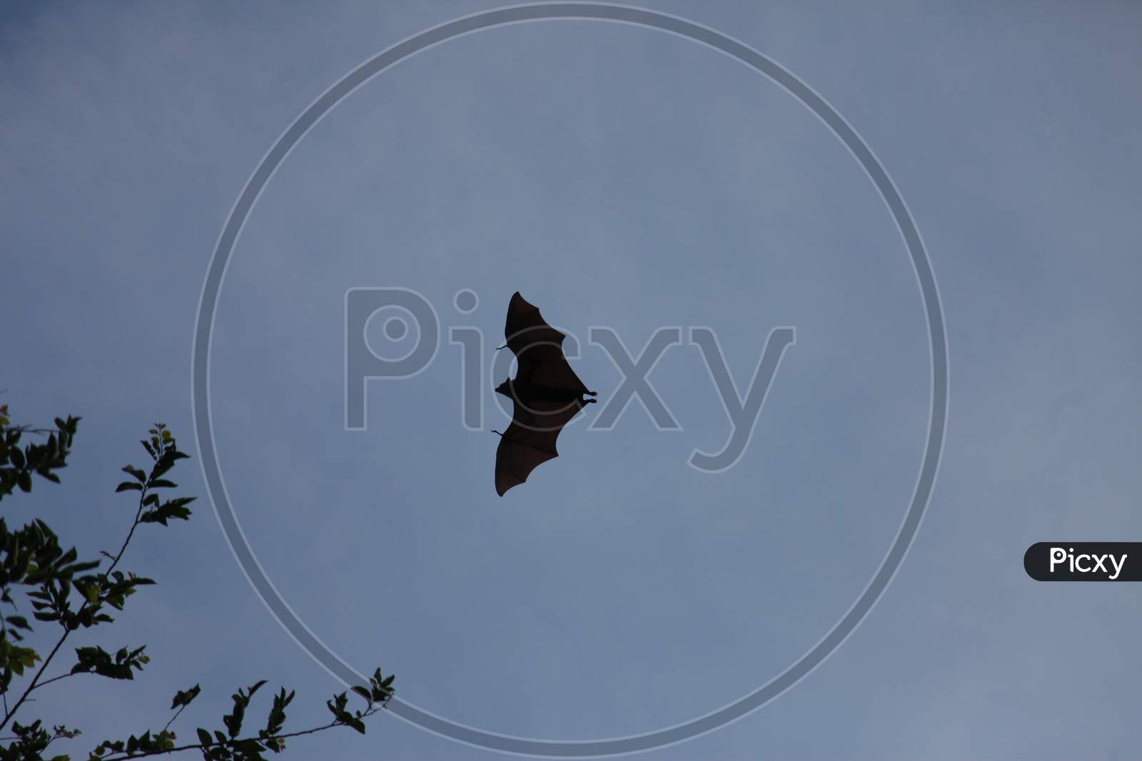 Bats roaming in the open sky