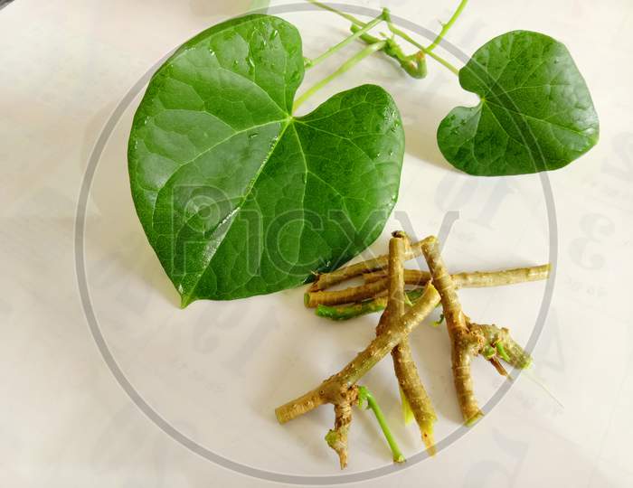Ayurvedic Herb Giloy Leaf And Stem