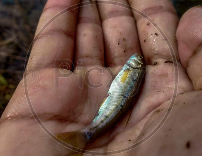 Fish On The Hand Of Photographer
